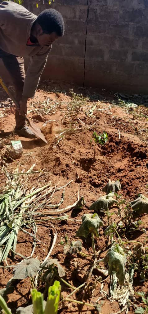 Preparing the ground tree planting drive