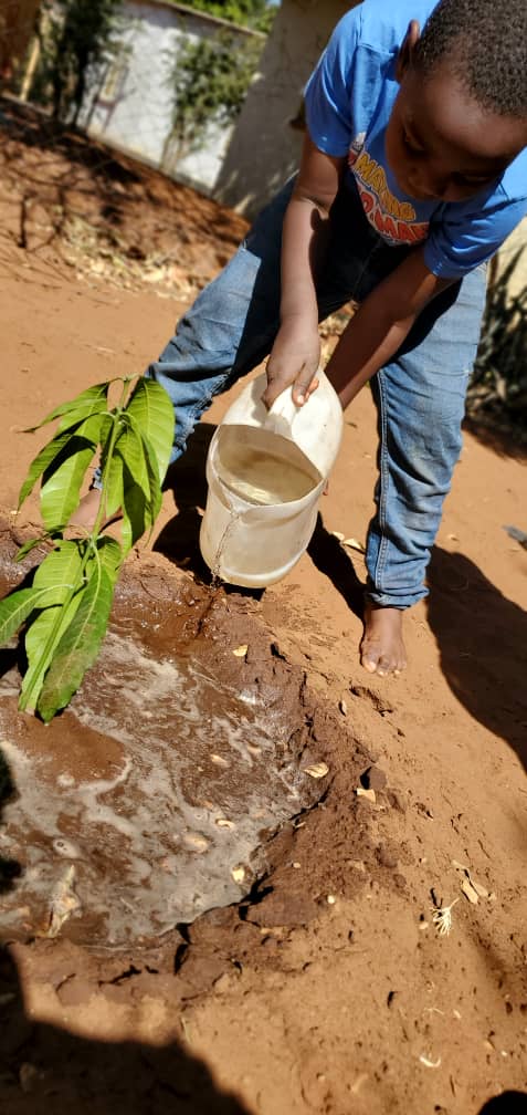 Watering a young sapling community tree care
